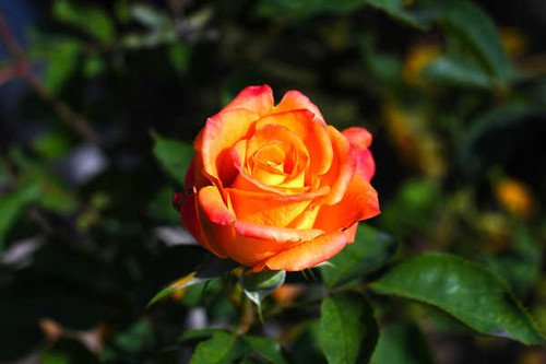 Jual Poster Roses Closeup WPS 061