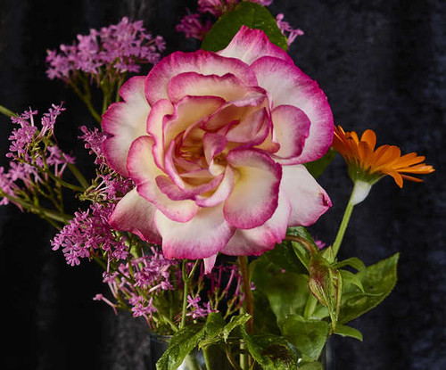 Jual Poster Roses Closeup WPS 063 Jual Poster Roses Closeup WPS 063