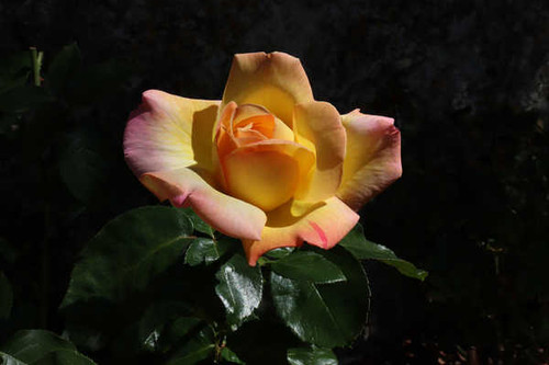 Jual Poster Roses Closeup WPS 064 Jual Poster Roses Closeup WPS 064