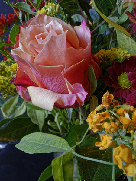 Jual Poster Roses Closeup WPS 065