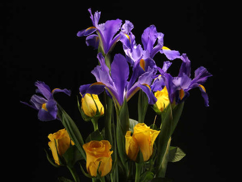 Jual Poster Roses Irises Closeup Black background WPS