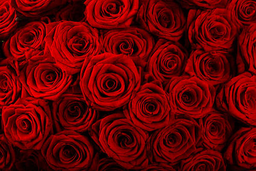 Jual Poster Roses Many Closeup Red WPS