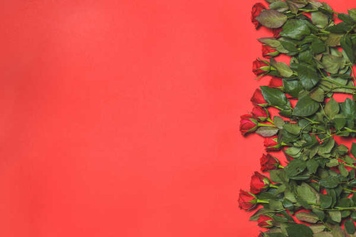 Jual Poster Roses Many Colored background Red WPS