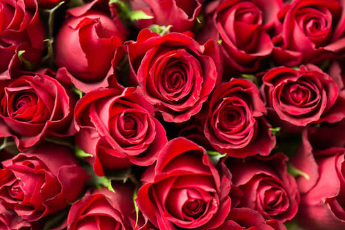 Jual Poster Roses Many Red WPS