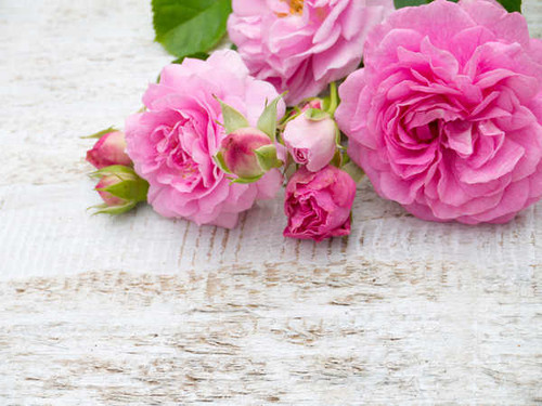 Jual Poster Roses Pink color WPS 023