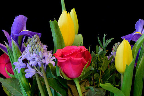 Jual Poster Roses Tulips Black WPS