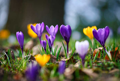 Jual Poster Spring Closeup Crocuses Bokeh Grass WPS