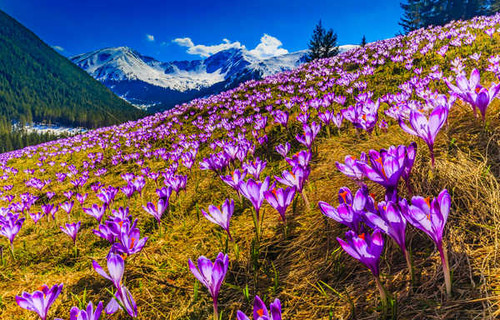 Jual Poster Spring Crocuses Mountains Scenery WPS