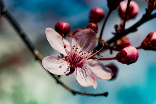 Jual Poster Spring Sakura Bokeh Pink color WPS
