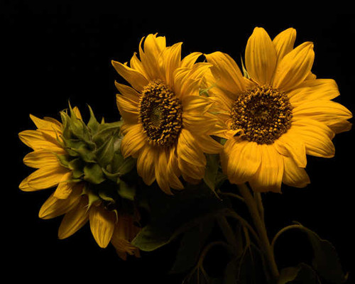 Jual Poster Sunflowers Closeup Black background Three 3 Yellow WPS 002