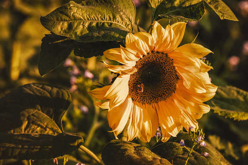Jual Poster Sunflowers Closeup WPS 008