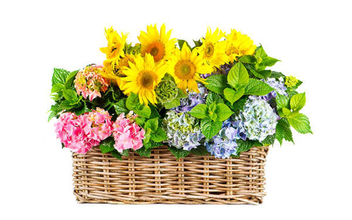 Jual Poster Sunflowers Hydrangea Wicker basket White WPS