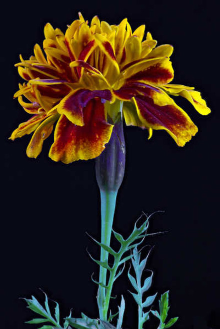 Jual Poster Tagetes Closeup Black background WPS