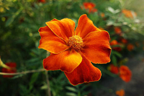 Jual Poster Tagetes Closeup Orange WPS 002