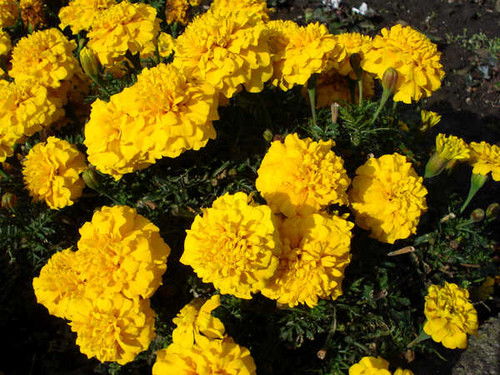 Jual Poster Tagetes Closeup Yellow WPS 002