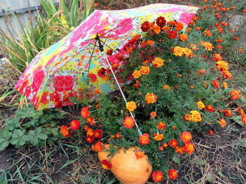 Jual Poster Tagetes Pumpkin Umbrella WPS