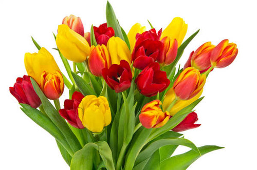 Jual Poster Tulips Bouquets White background WPS