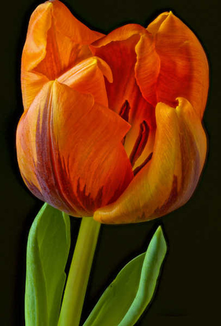 Jual Poster Tulips Closeup Black background Orange WPS 001