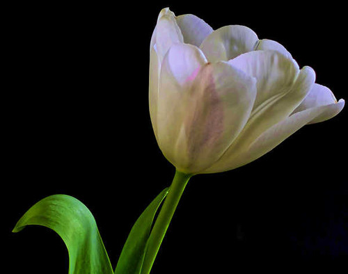 Jual Poster Tulips Closeup Black background White WPS