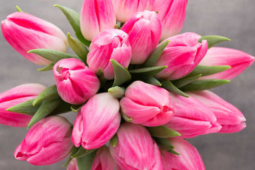 Jual Poster Tulips Closeup Colored background Pink color WPS