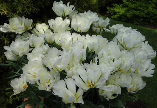 Jual Poster Tulips Closeup Exotic Emperor White WPS