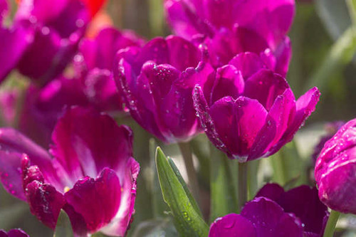 Jual Poster Tulips Closeup Violet Drops Bokeh WPS