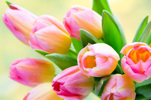 Jual Poster Tulips Closeup WPS 014