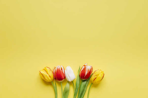 Jual Poster Tulips Colored background WPS 003
