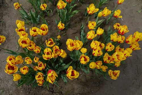 Jual Poster Tulips From above Yellow WPS