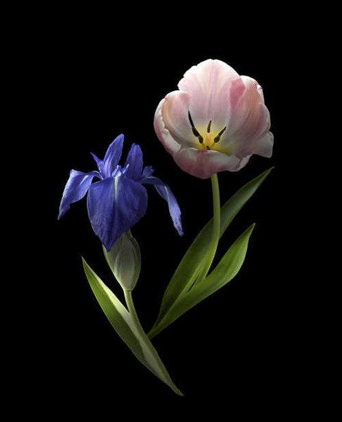 Jual Poster Tulips Irises Closeup Black background Two WPS