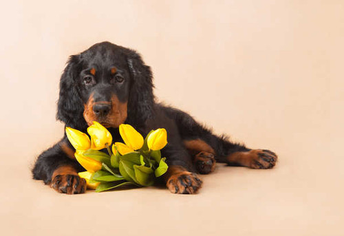 Jual Poster Tulips Lying down Puppy English Setter WPS Jual Poster Tulips Lying down Puppy English Setter WPS