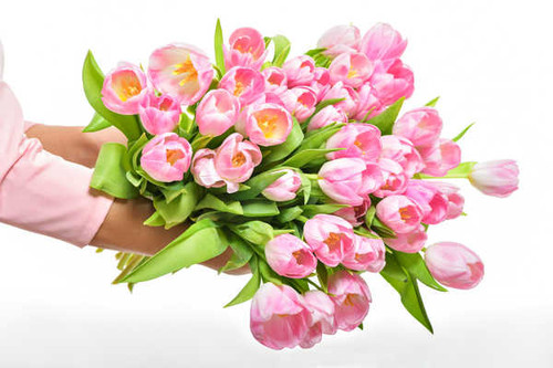 Jual Poster Tulips Many White background Pink color WPS