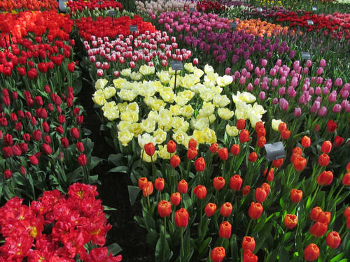 Jual Poster Tulips Many WPS 019