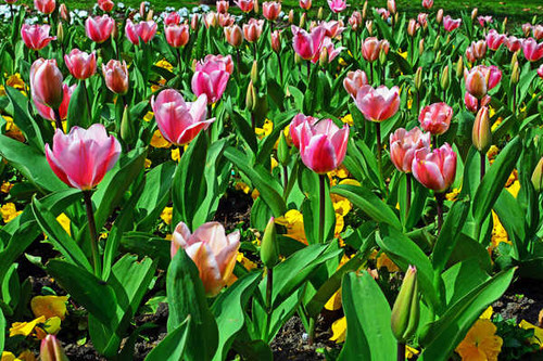 Jual Poster Tulips Many WPS 024