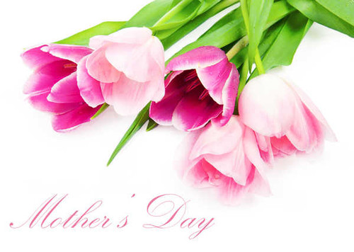 Jual Poster Tulips Mother's Day White background English Word WPS