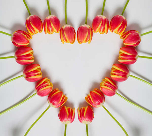 Jual Poster Tulips Pink color Heart WPS Jual Poster Tulips Pink color Heart WPS