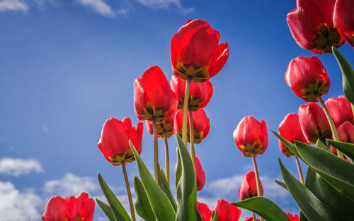 Jual Poster Tulips Red Bottom view WPS