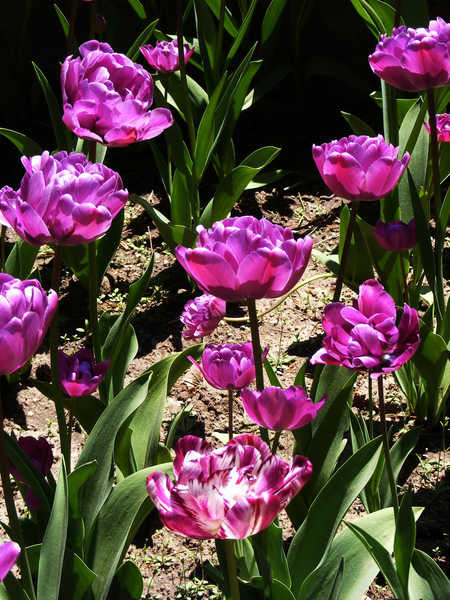 Jual Poster Tulips Violet WPS