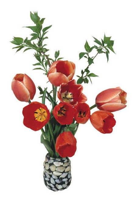 Jual Poster Tulips White background Vase Red WPS