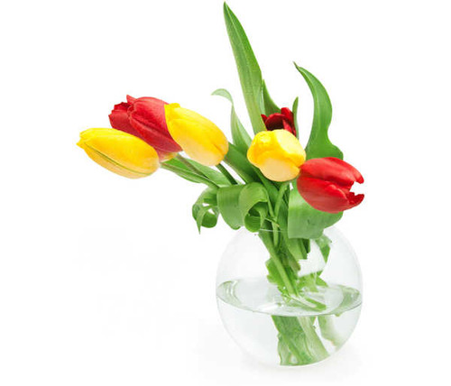 Jual Poster Tulips White background Vase WPS