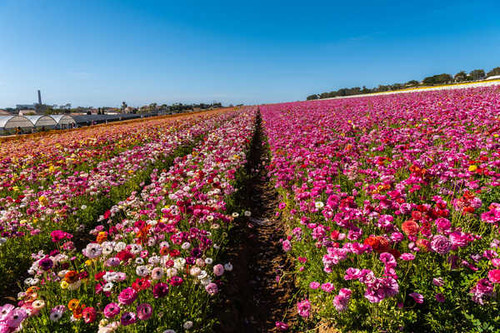 Jual Poster USA Fields Ranunculus Many California Multicolor WPS