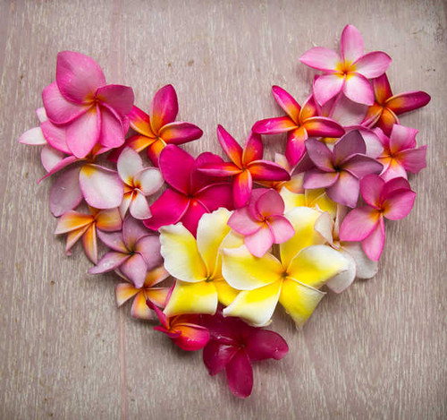 Jual Poster Valentine's Day Plumeria Heart Design WPS