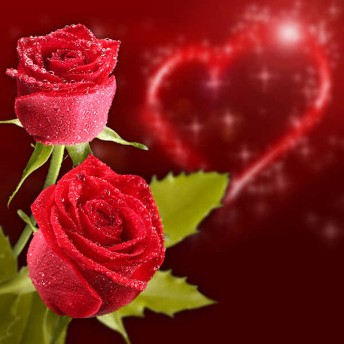 Jual Poster Valentine's Day Roses Colored background Two Red WPS