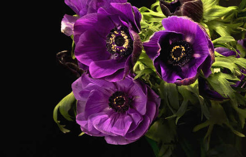 Jual Poster anemone purple violet bloom WPS