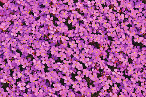 Jual Poster aubrieta flowers violet blossom purple bloom WPS