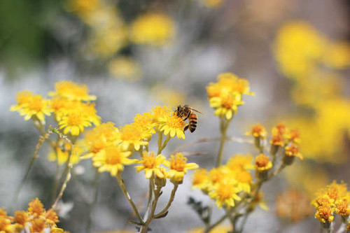 Jual Poster bee pollination yellow flowers WPS