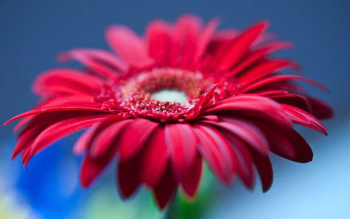 Jual Poster gerbera daisy red flower WPS