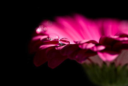 Jual Poster gerbera flowers pink droplets daisy WPS