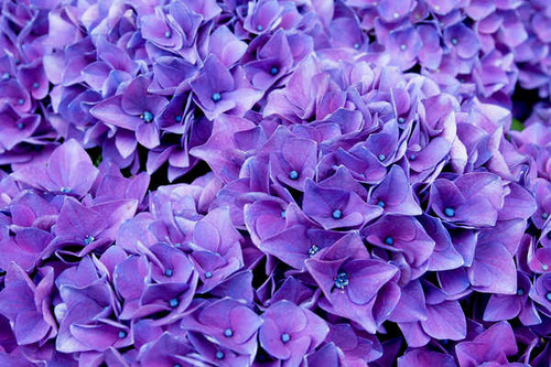 Jual Poster lilac flowers violet bloom WPS