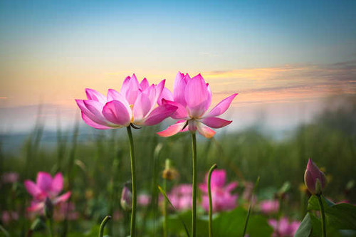 Jual Poster lotus flowers pink flowers WPS